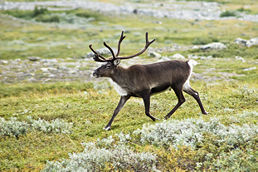 258px-20070818-0001-strolling_reindeer.jpg